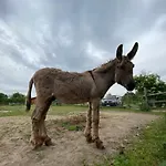 Csodaszarvas Tájpark és 3*