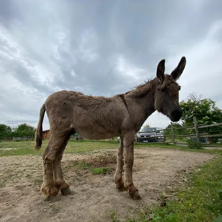 Csodaszarvas Panzio Es Tajpark 3*