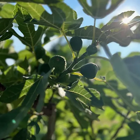 Csodaszarvas Vendeghazak * Rabahidveg