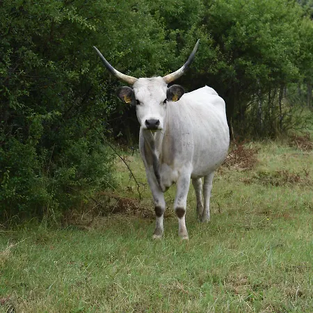 Csodaszarvas Panzio Es Tajpark