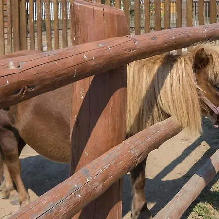 ゲストハウス Csodaszarvas Panzio Es Tajpark Rábahidvég